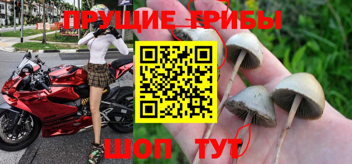 Красногорск  наркошоп  Вход с VPN  Псилоцибиновые грибы ЛСД 